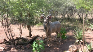 Kudu bull