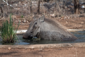 Warthog in pond