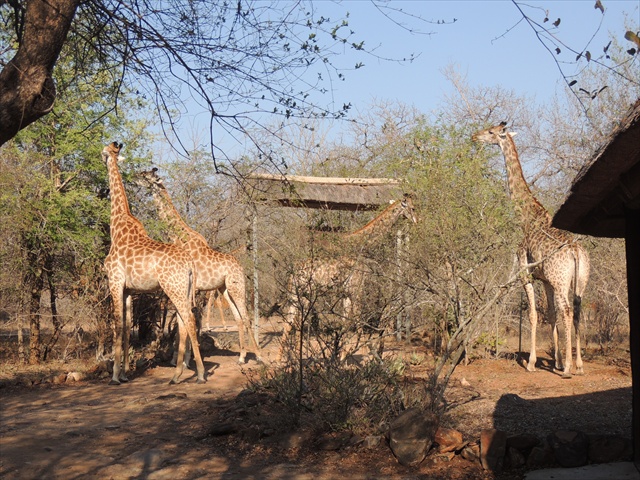 giraffes3