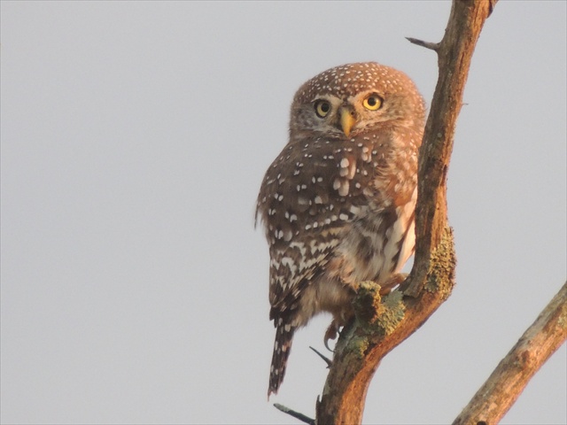 pearl-spotted owl